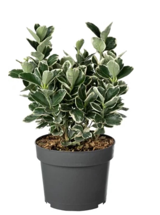 <h4>Euon Jap Gray Beauty</h4>