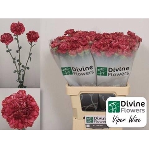 Dianthus st Viper Wine