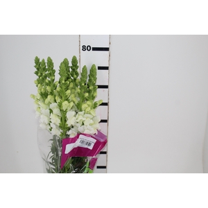 BOCA DE L. P WHITE EARLY 080 CM