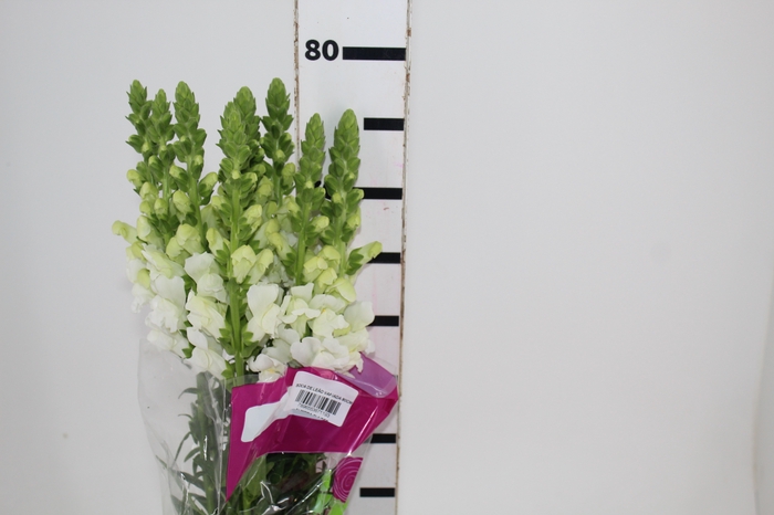 <h4>BOCA DE L. P WHITE EARLY 080 CM</h4>