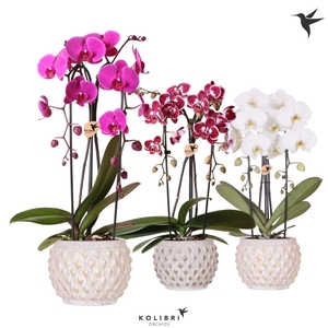 Kolibri Orchids Phalaenopsis Cascade Niagara Fall mix 2 spike in Marrakesh pot gold copper mix