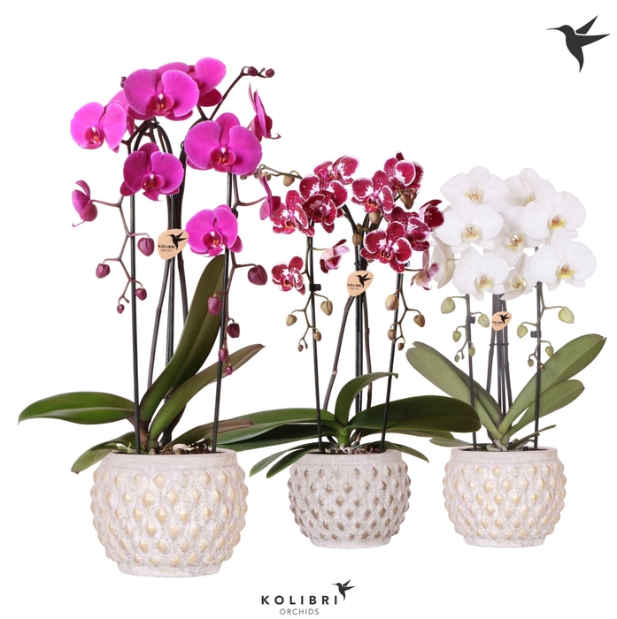 <h4>Kolibri Orchids Phalaenopsis Cascade Niagara Fall mix 2 spike in Marrakesh pot gold copper mix</h4>