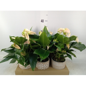Anthurium   ...mix