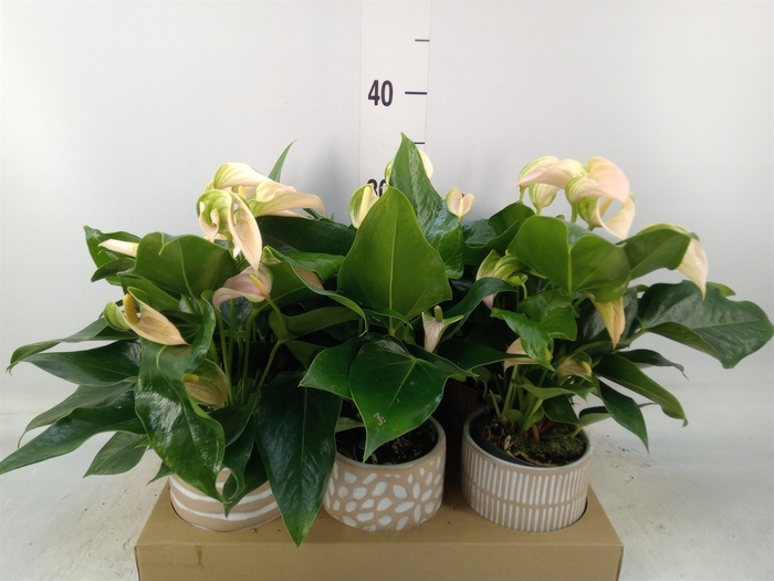 <h4>Anthurium   ...mix</h4>