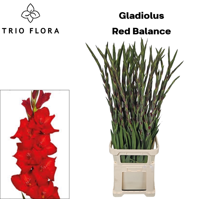 <h4>GLAD GR RED BALANCE 998</h4>