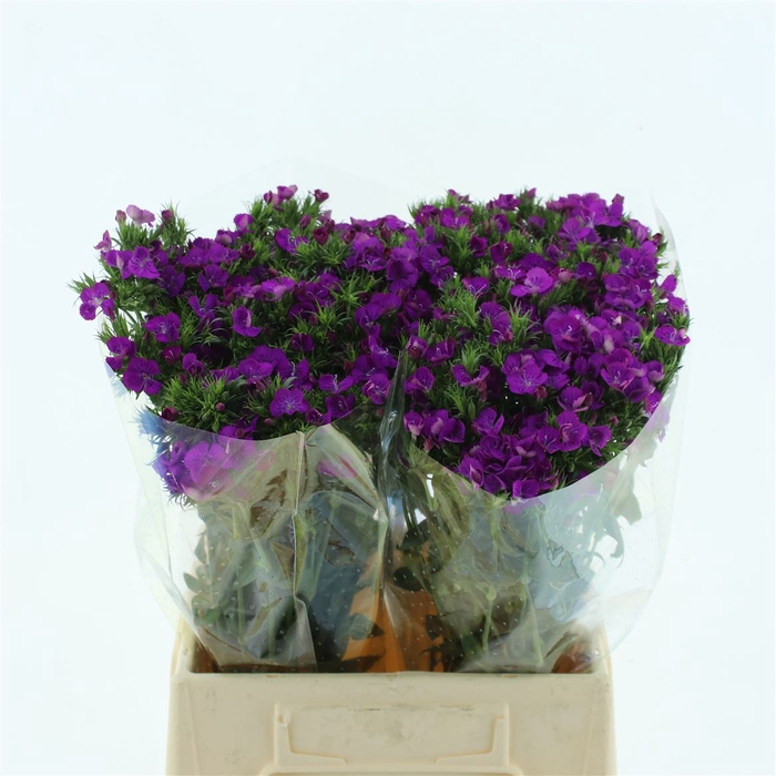 <h4>Di Barb Amazon Purple Super</h4>