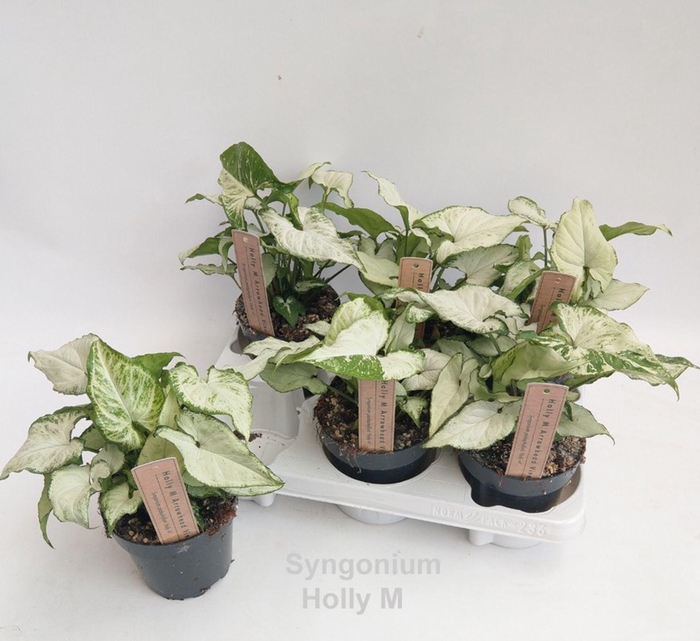 <h4>Syngonium</h4>