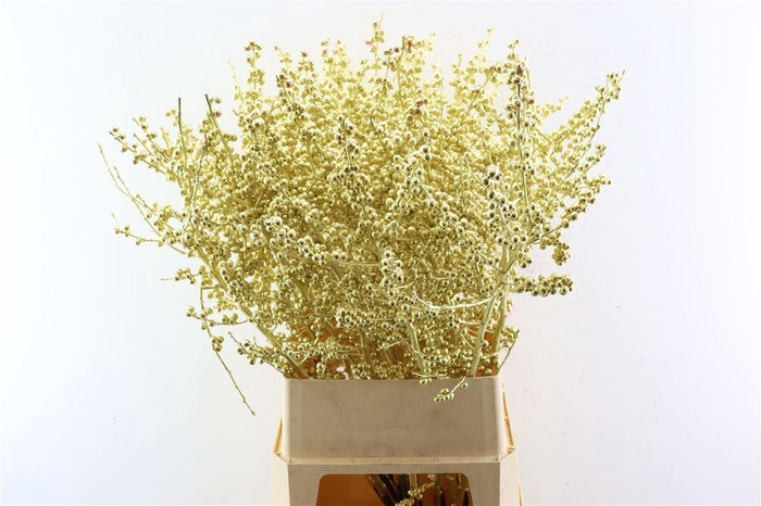 <h4>Ilex Klbh Gold Stem</h4>
