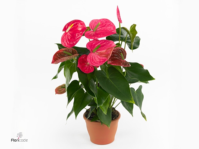 Anthurium andr. 'California'