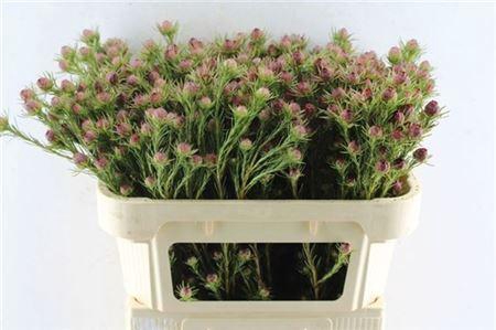 <h4>Leucad Jubilee Crown</h4>