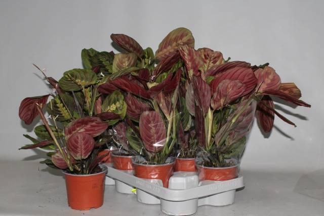 <h4>MARANTA FASCINATOR</h4>