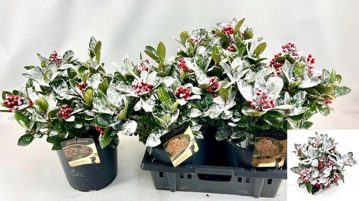 <h4>SKIM J SENSATION</h4>