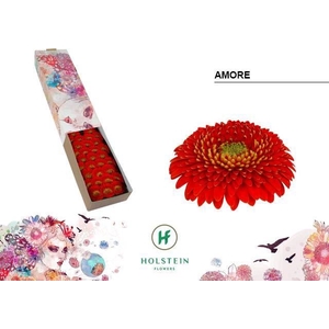 GERBERA MIB 'GERPONI AMORE'