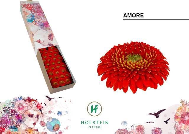 <h4>GERBERA MIB 'GERPONI AMORE'</h4>