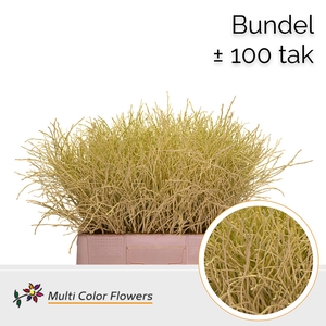 Heidelbeer (Bundel) Creme