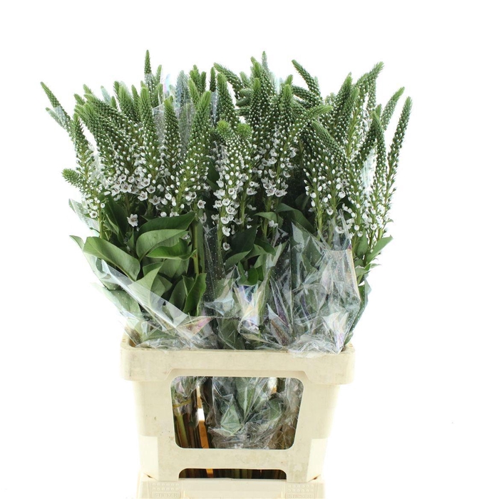 <h4>LYSIM CLETHROIDES</h4>