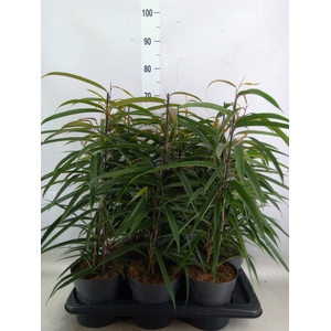 Ficus binn. 'Alii'