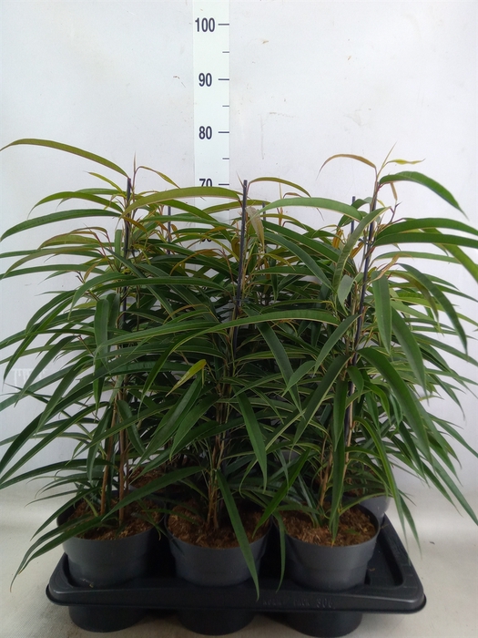 <h4>Ficus binn. 'Alii'</h4>
