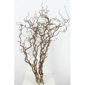 CORYLUS AVELLANA 'CONTORTA' 120cm