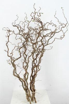 <h4>CORYLUS AVELLANA 'CONTORTA' 120cm</h4>