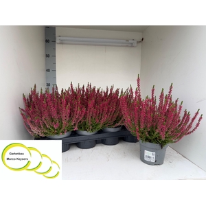 CALLU BL GEM