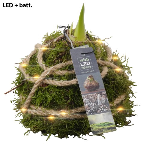 PTAA7527 Arrangementen Hippeastrum