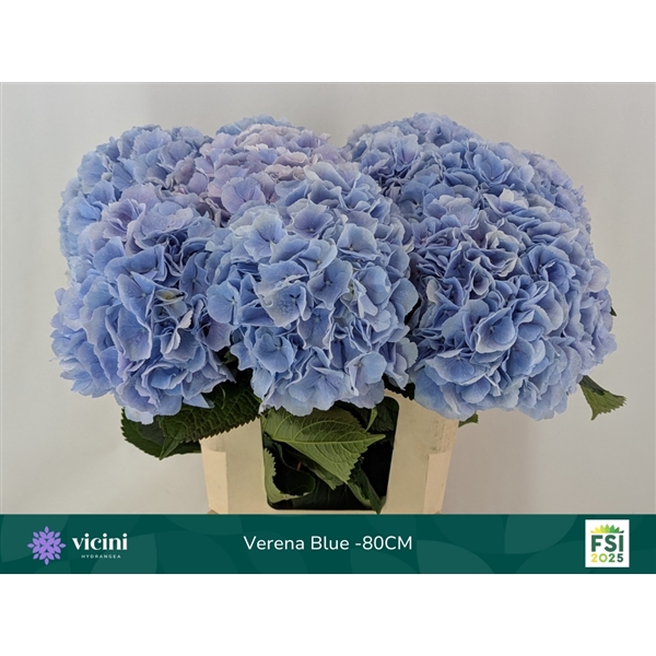 <h4>Hydr Verena Blue 80 cm Vicini</h4>