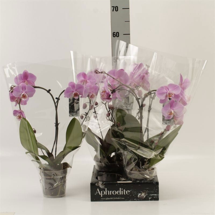 <h4>Phalaenopsis   ...</h4>