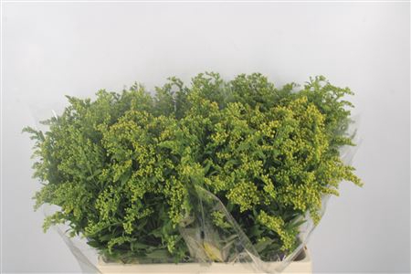 <h4>Solidago Carzan Glory</h4>