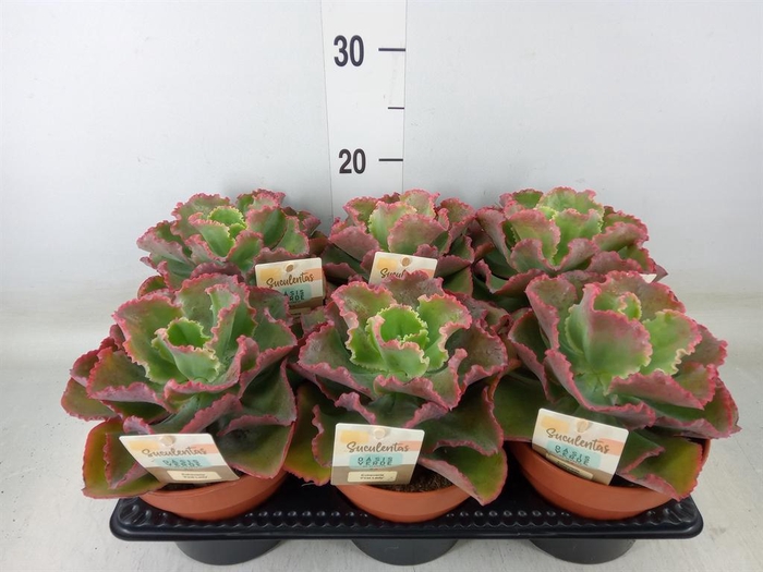 <h4>Echeveria ...</h4>