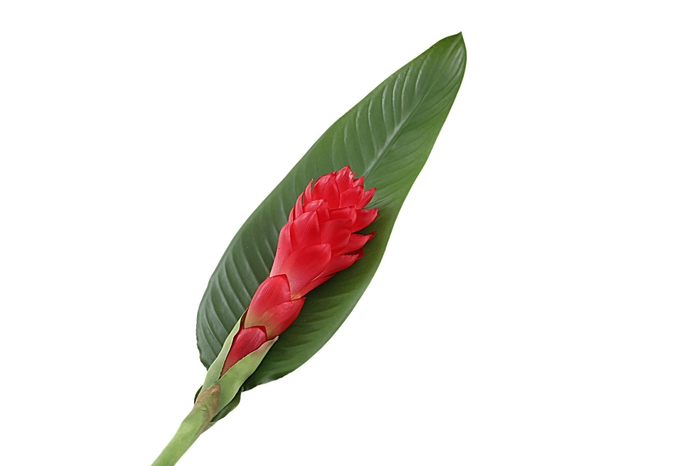 <h4>Zingiber Red</h4>