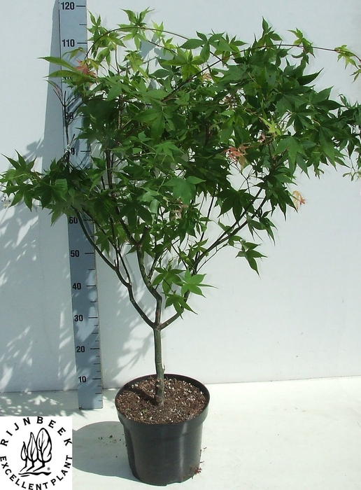 <h4>ACER PA OSAKAZUKI</h4>