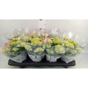 Hydrangea mac. 'Tabletensia'