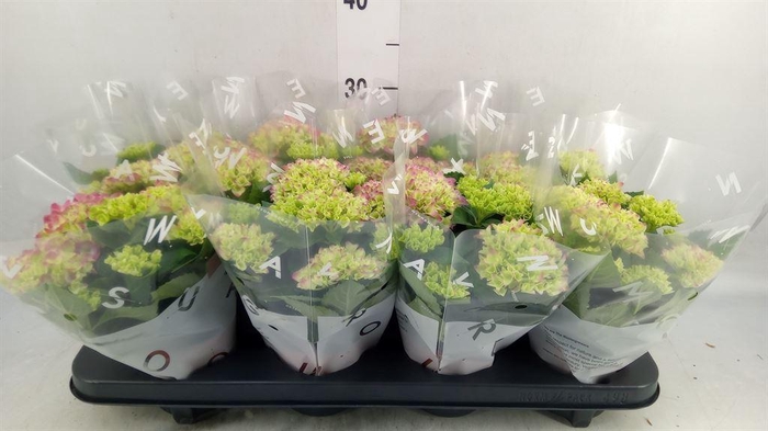<h4>Hydrangea mac. 'Tabletensia'</h4>