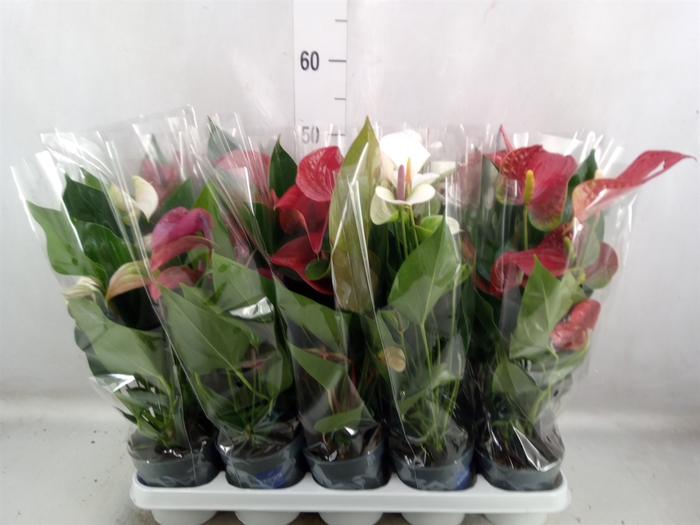 <h4>Anthurium   ...mix</h4>