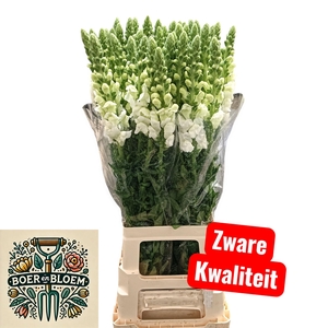 ANTIR POTO EARL WHIT