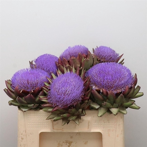 Cynara Scolymus Blue