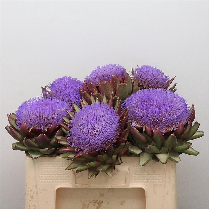 <h4>Cynara Scolymus Blue</h4>