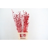 DF Lavatera Bs Red 120g