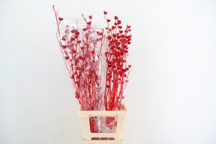 DF Lavatera Bs Red 120g
