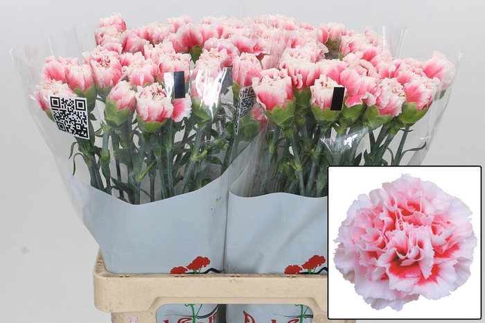 <h4>DI ST MISAKI</h4>