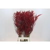 Bromelia Red Paloma