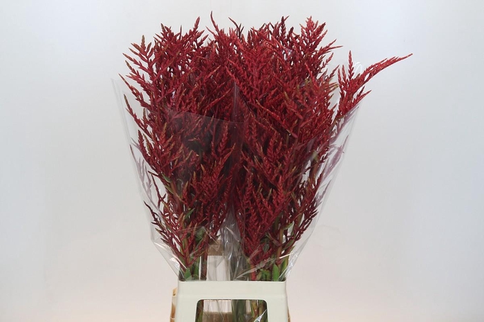 <h4>Bromelia Red Paloma</h4>