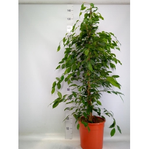 Ficus benja. 'Exotica'