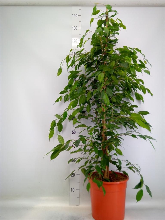 <h4>Ficus benja. 'Exotica'</h4>