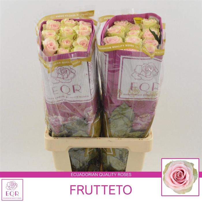 <h4>Rosa gr Frutteto</h4>