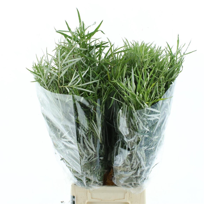 <h4>Grevilia Long 200 Gram</h4>