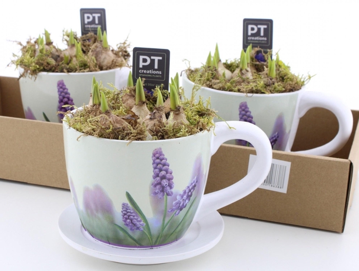 <h4>ARR MUSCARI</h4>