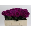 Dahlia Purple Fox