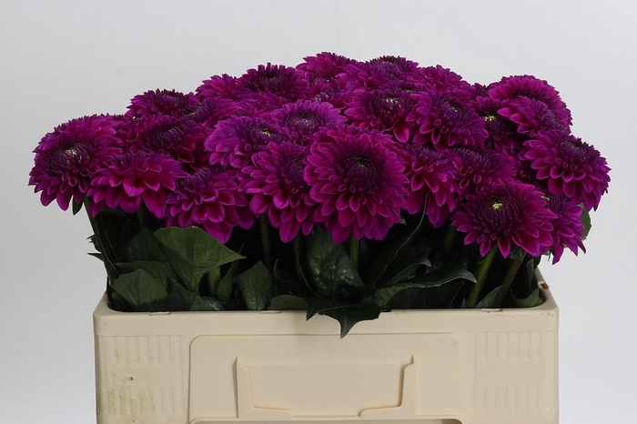 Dahlia Purple Fox